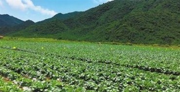 海南kb体育(中国)官方网站成功与广西蔬菜基地签下长期蔬菜保供合同